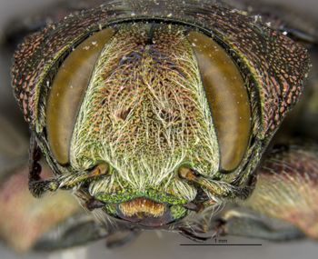 Media type: image;   Entomology 2702 Aspect: head frontal view